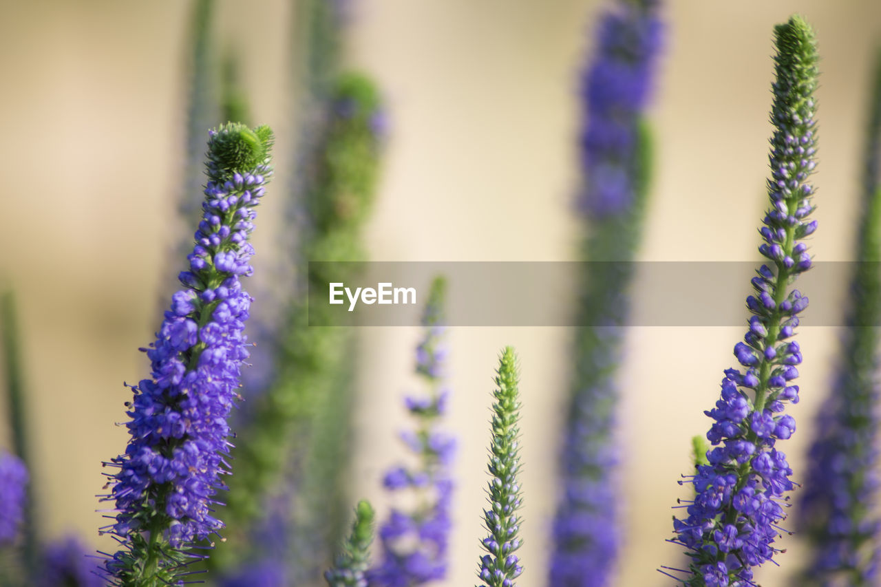 Close-up of purple flowers blooming outdoors