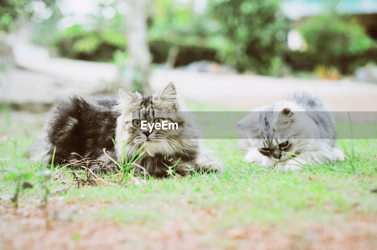 PORTRAIT OF A CAT LYING ON FIELD