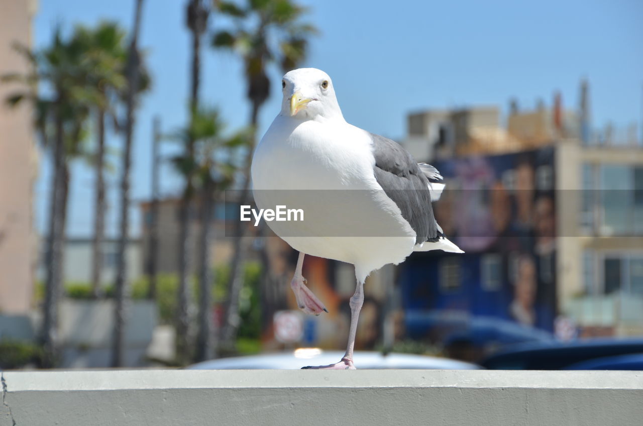 Close-up of a seagull against the trees