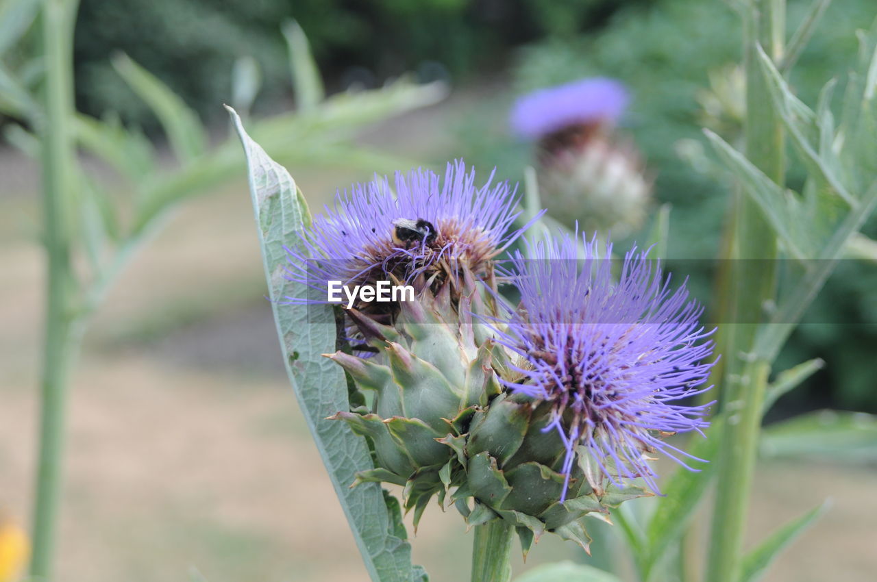 CLOSE-UP OF HONEY BEE ON THISTLE