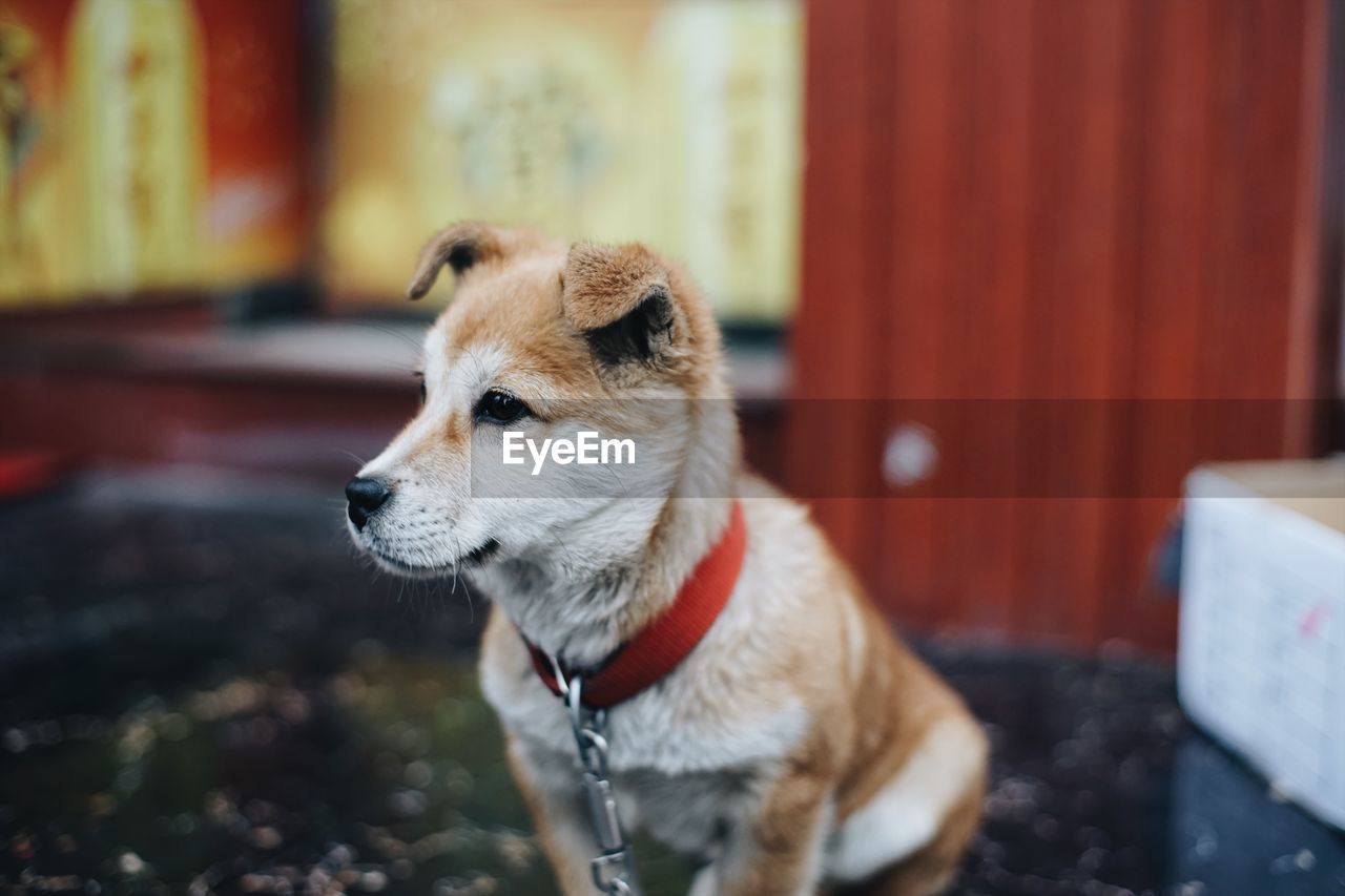 Close-up of dog
