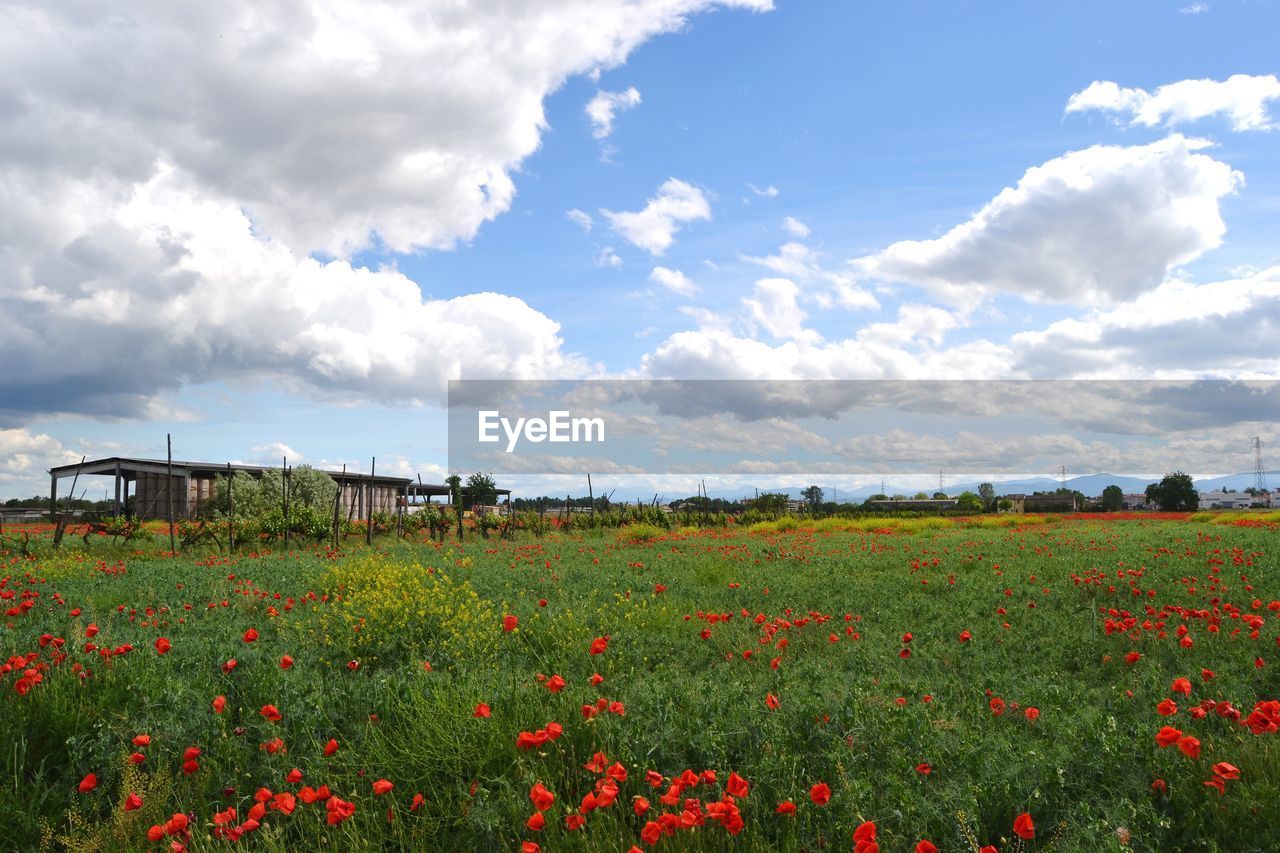 Scenic view of flowering plants on field against sky