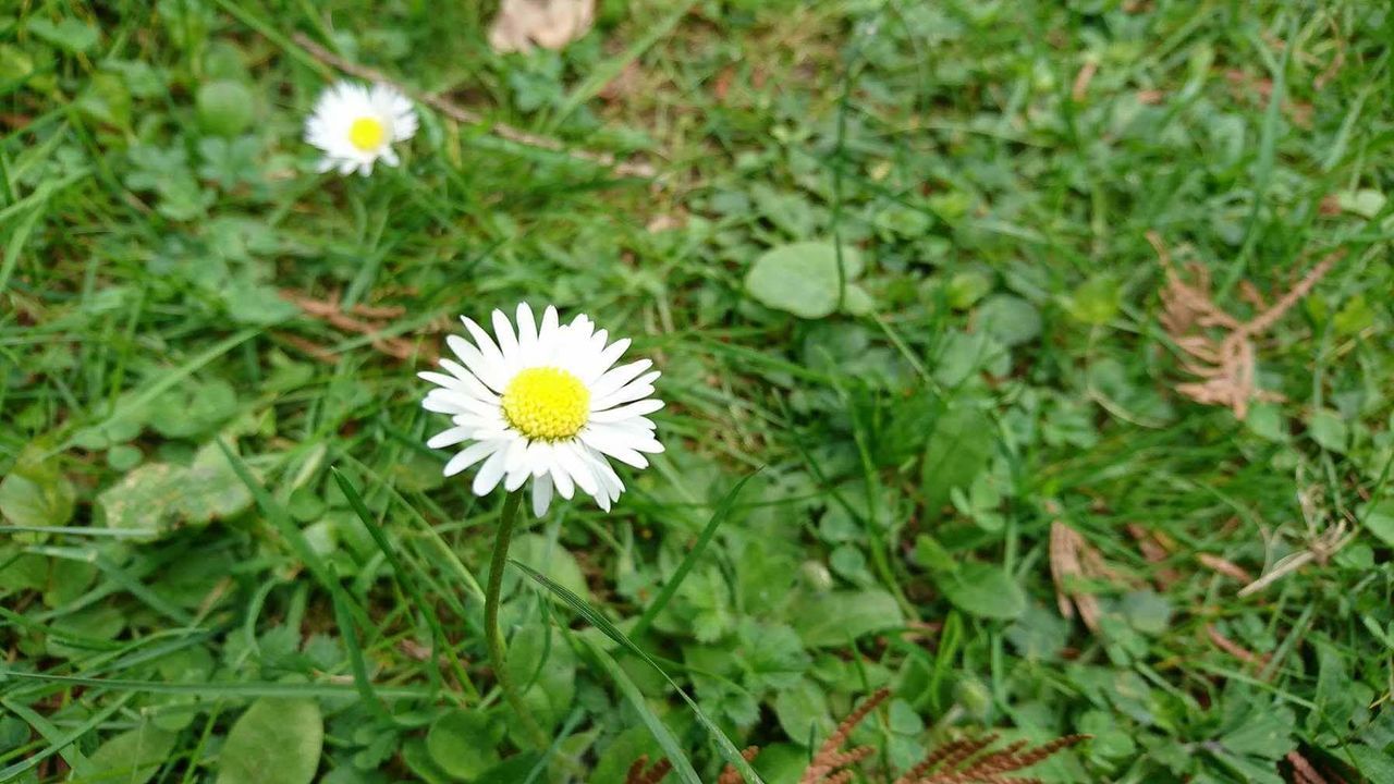 Close-up of flowers blooming outdoors