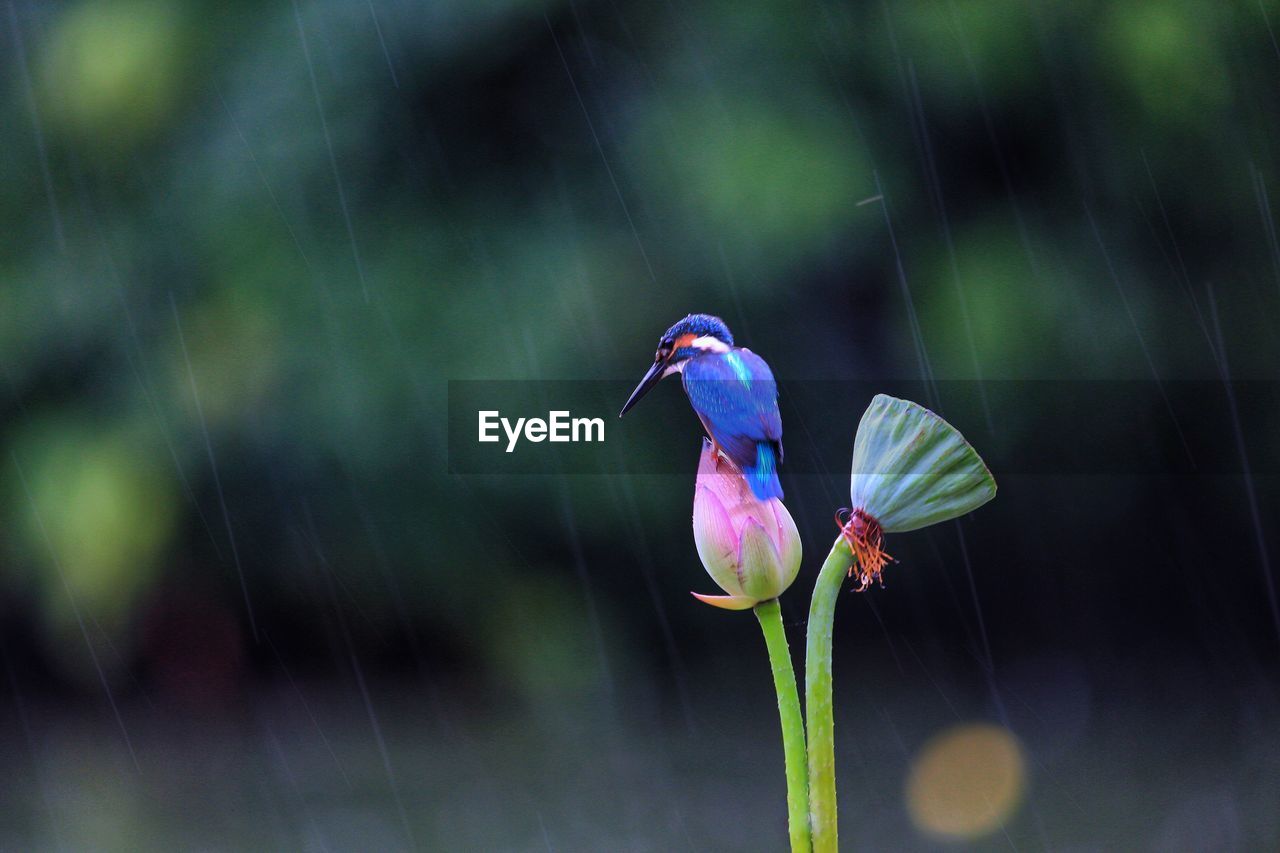 CLOSE-UP OF A BIRD PERCHING ON PURPLE FLOWER