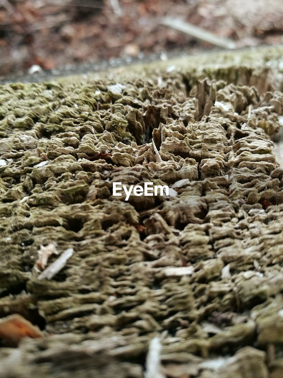 FULL FRAME SHOT OF LEAVES OUTDOORS