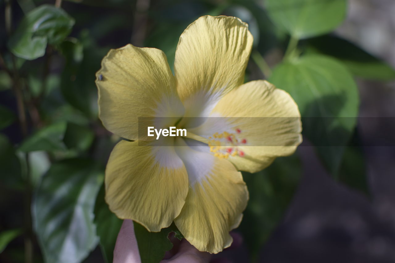 Close-up of flower against blurred background