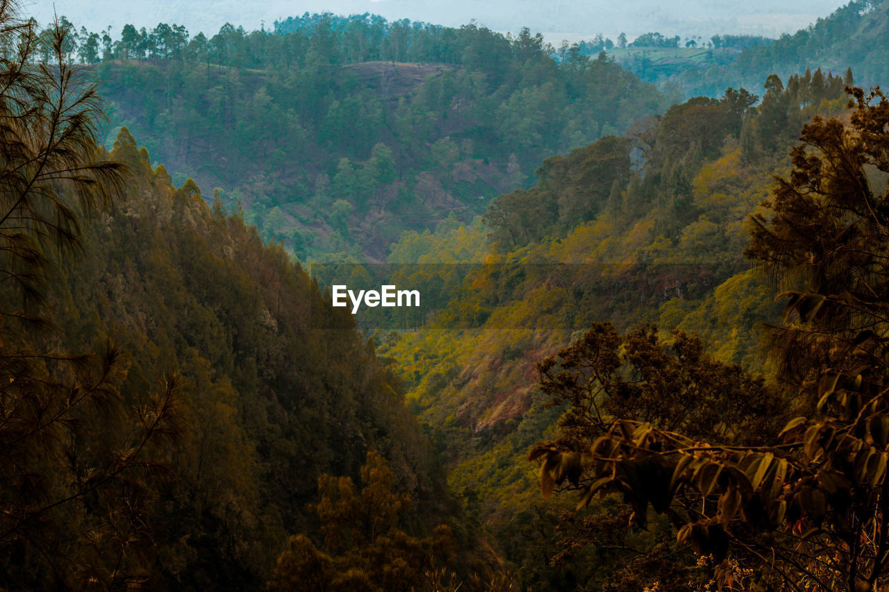 SCENIC VIEW OF FOREST