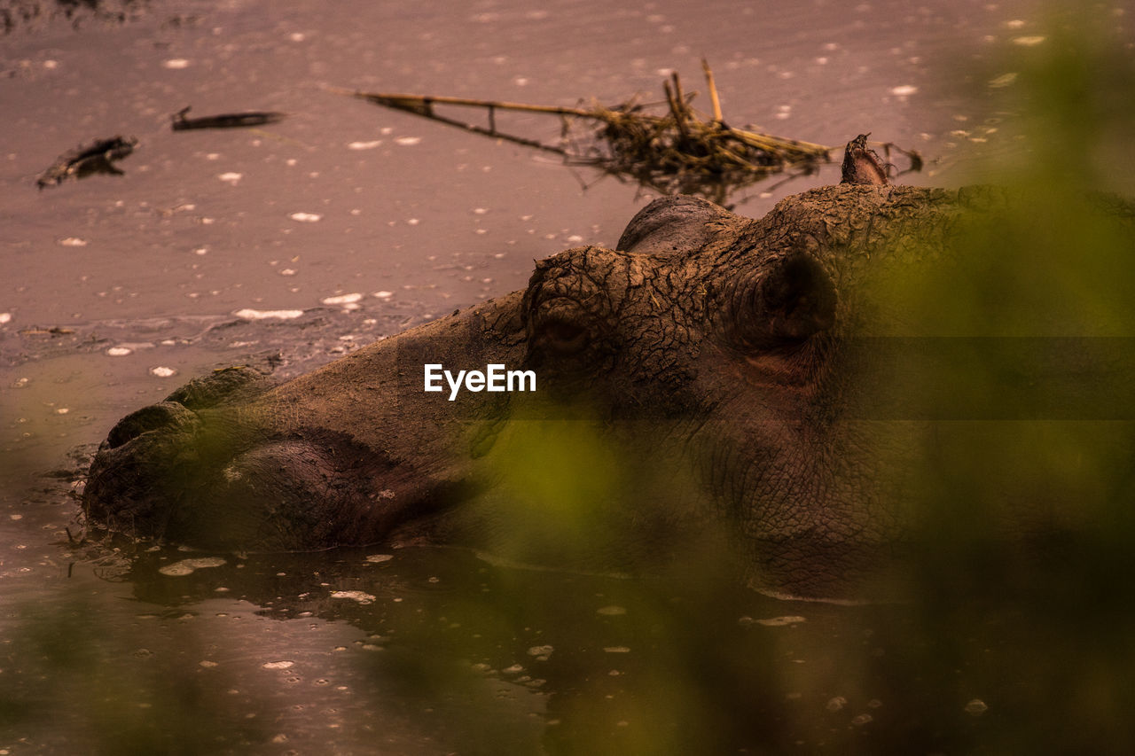 CLOSE-UP OF GIRAFFE