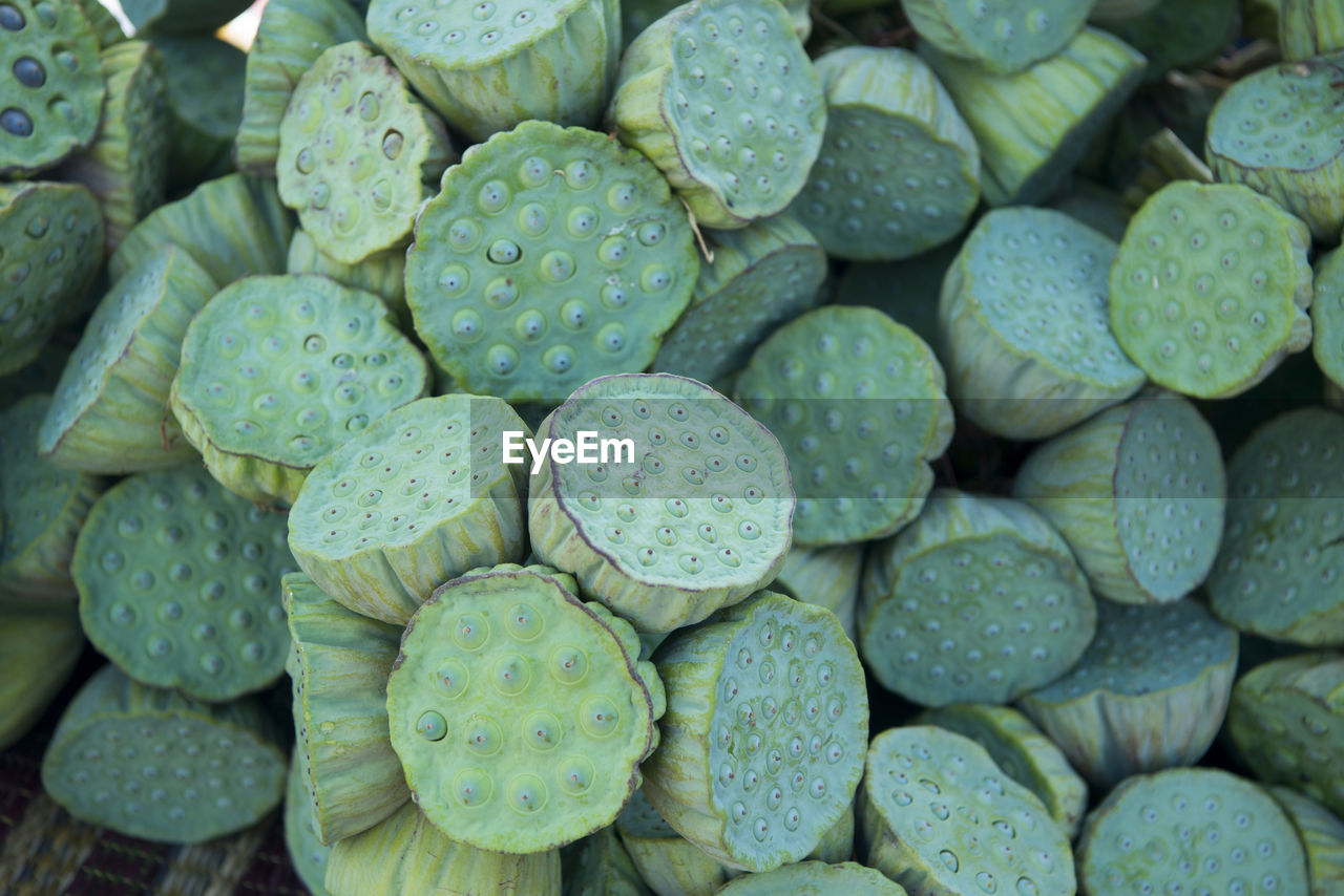 Full frame image of lotus plant pod