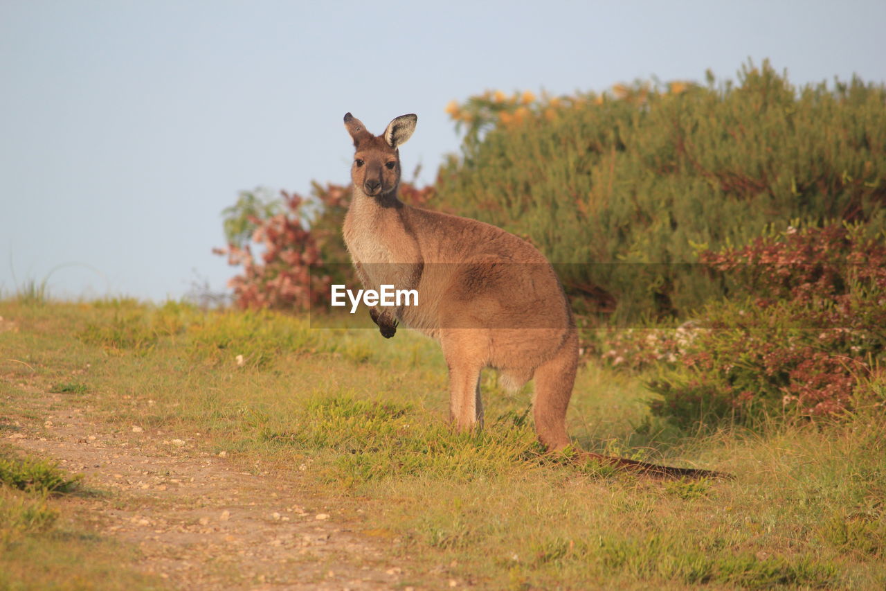 Kangaroo  standing in a field