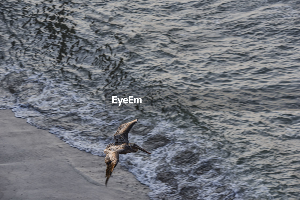 SEAGULL FLYING OVER SEA