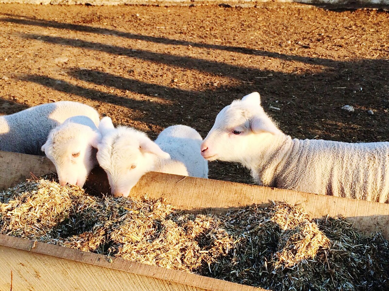 Lamb feeding from trough at farm