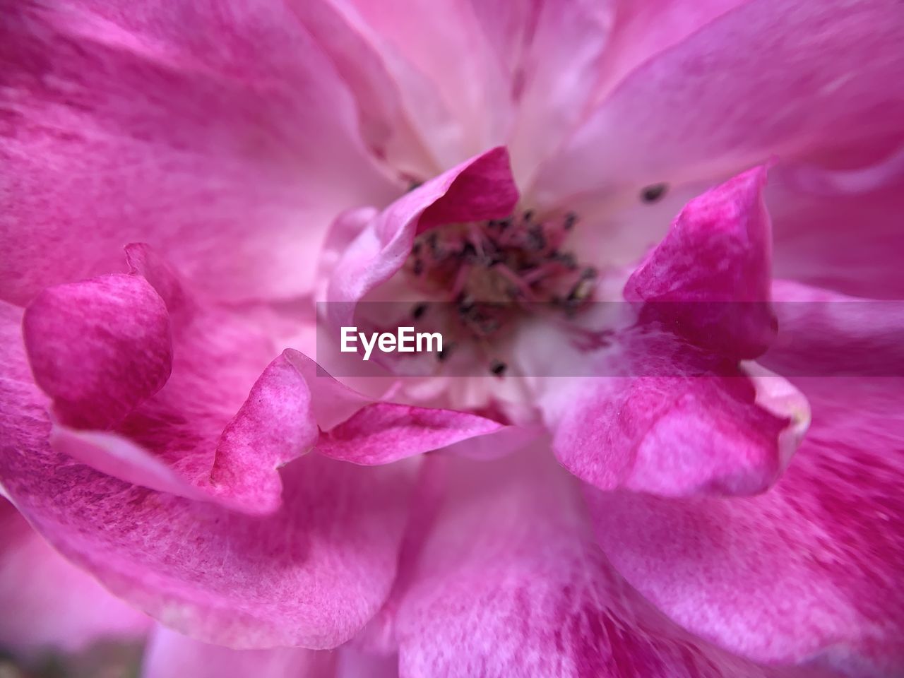 Close-up of pink rose flower