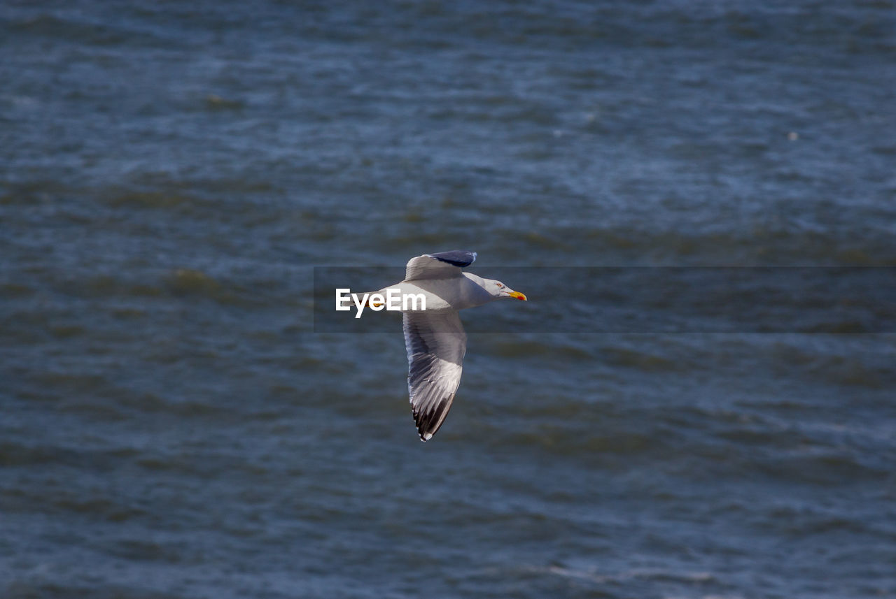 Bird flying over water