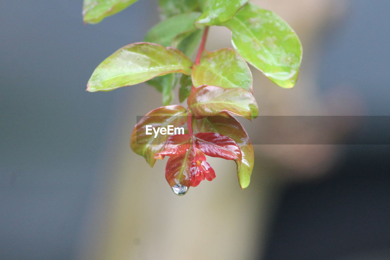 Close-up of flowering plant