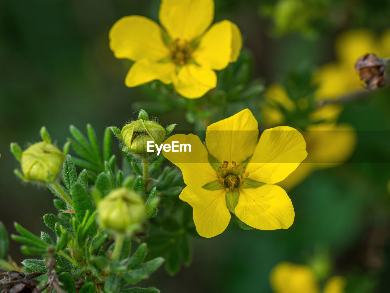 CLOSE-UP OF HONEY BEE ON YELLOW FLOWER