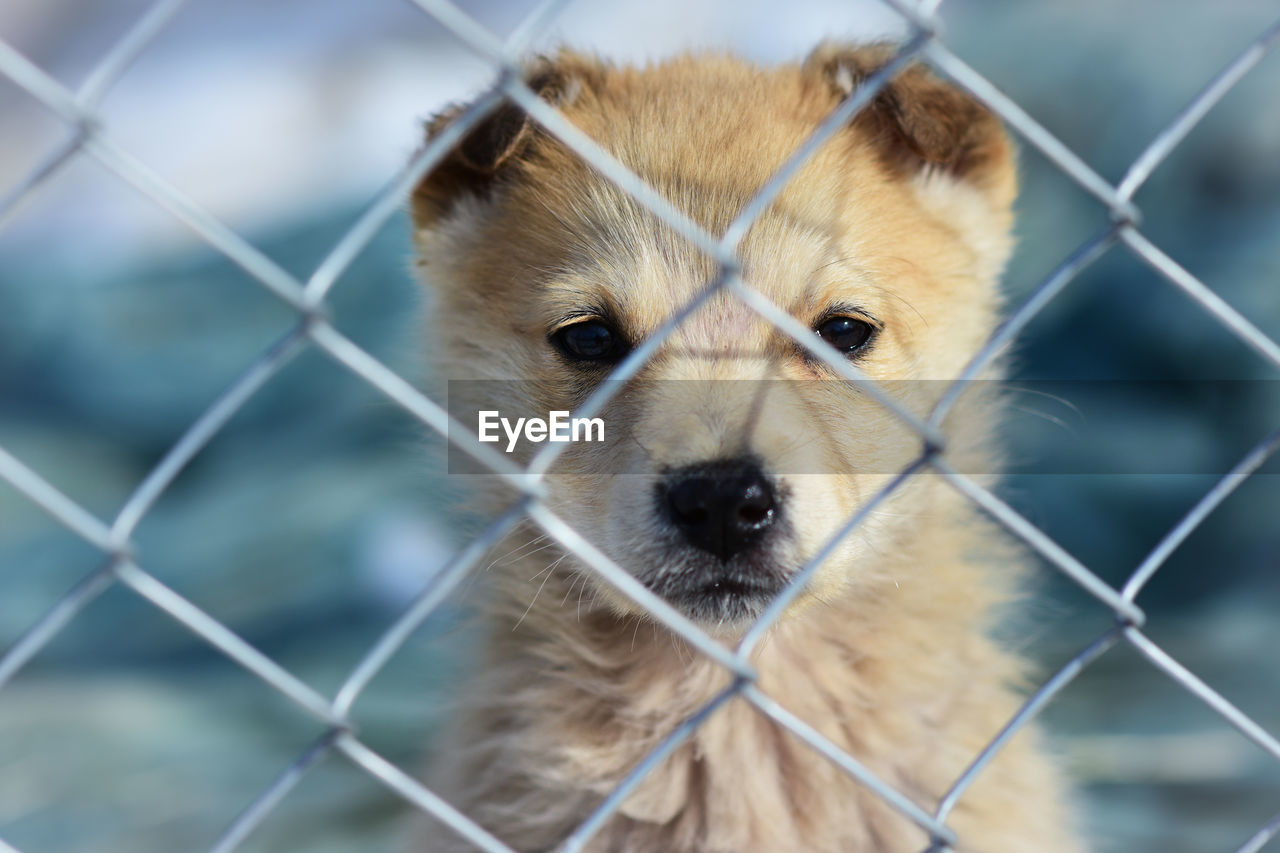 Portrait of dog seen through chainlink fence