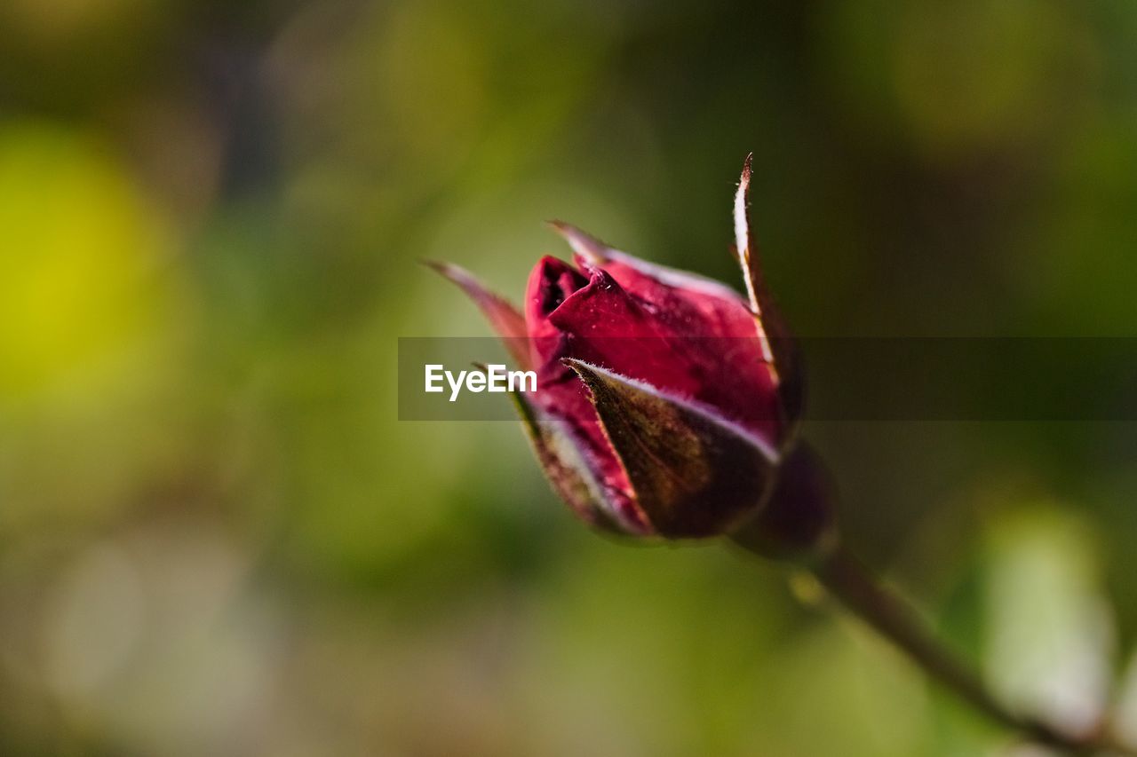 CLOSE-UP OF WILTED FLOWER ON PLANT