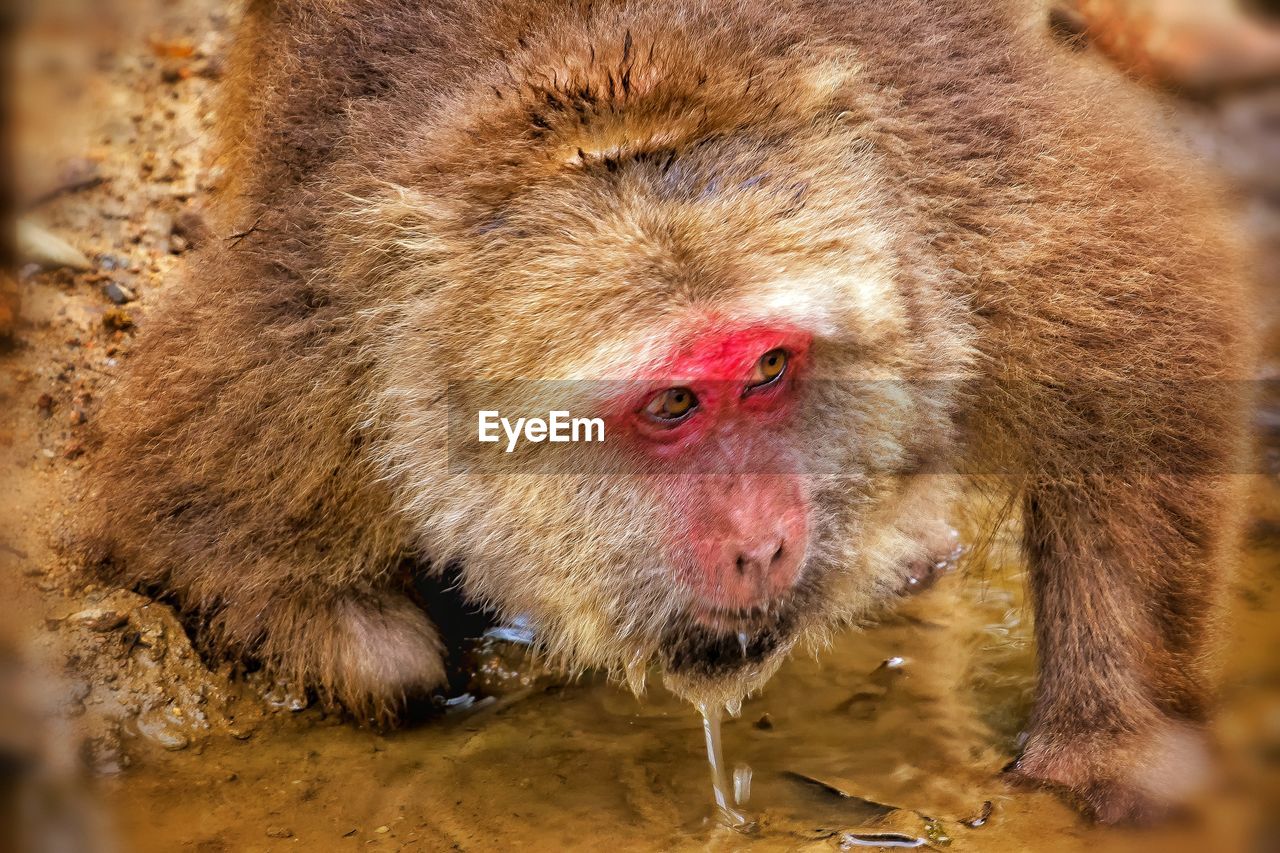 CLOSE-UP OF MONKEY WITH RED MOUTH