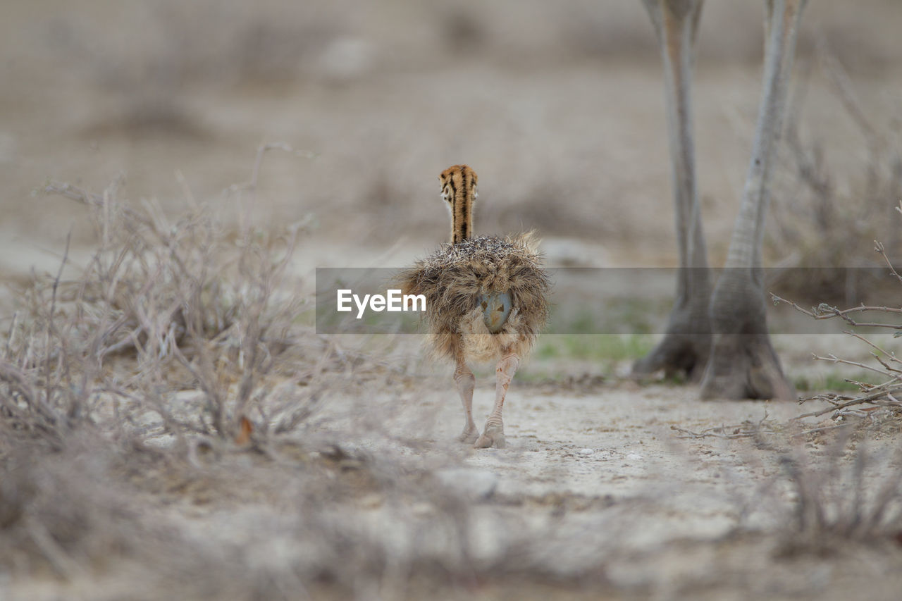 HIGH ANGLE VIEW OF BIRD ON FIELD