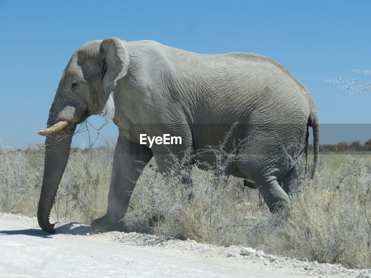 CLOSE-UP OF ELEPHANT ON LAND