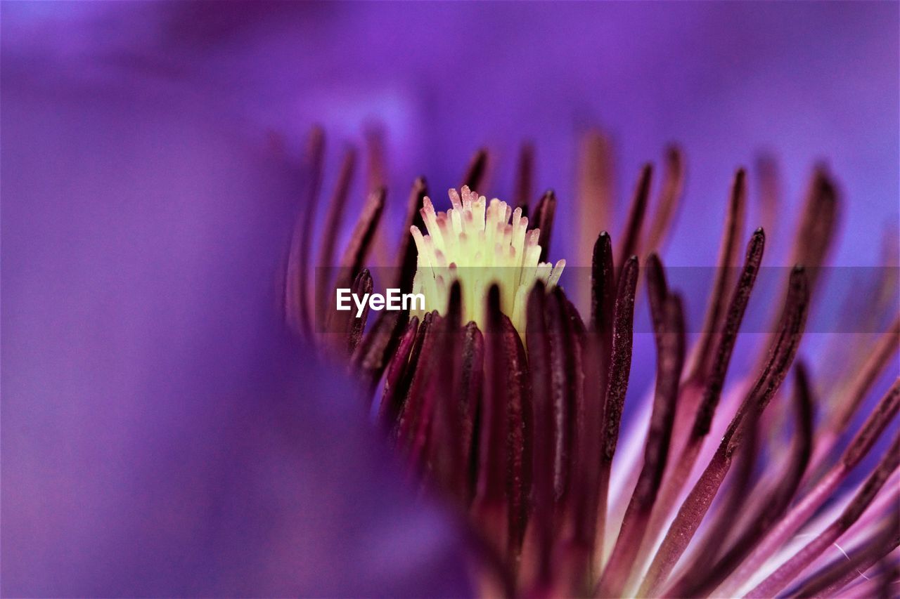 Close-up of purple flower