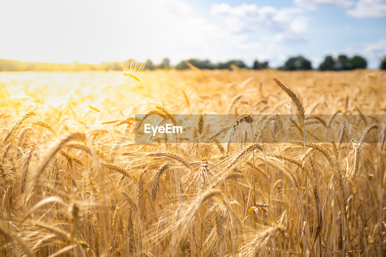 WHEAT FIELD AGAINST SCENIC SKY