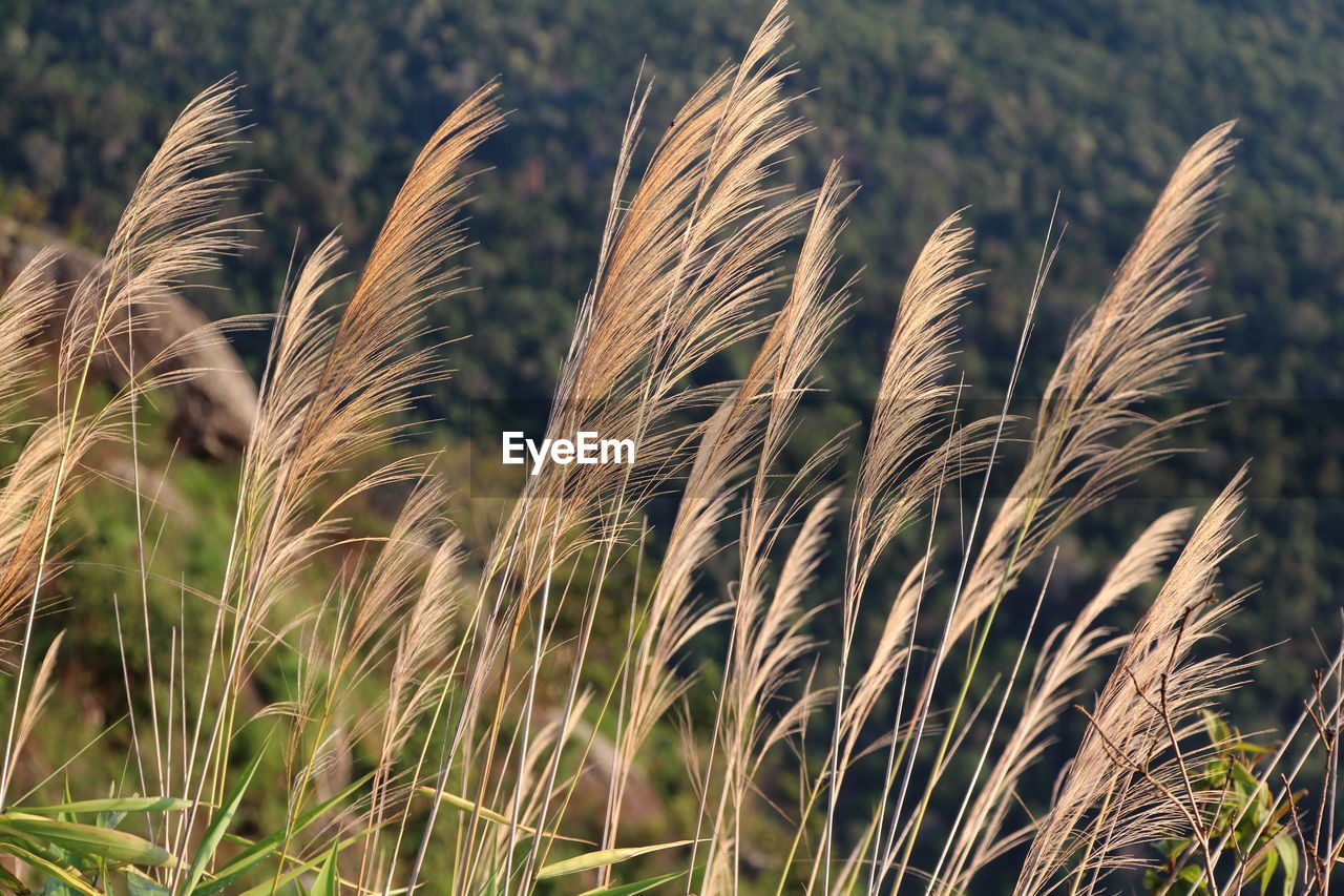 Close-up of wheat growing on field