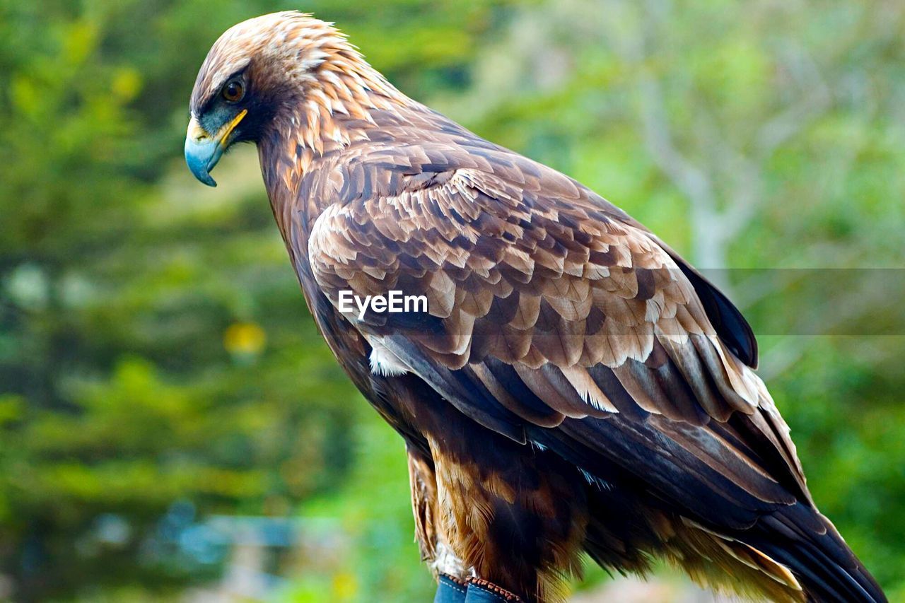 CLOSE-UP OF EAGLE PERCHING ON BRANCH