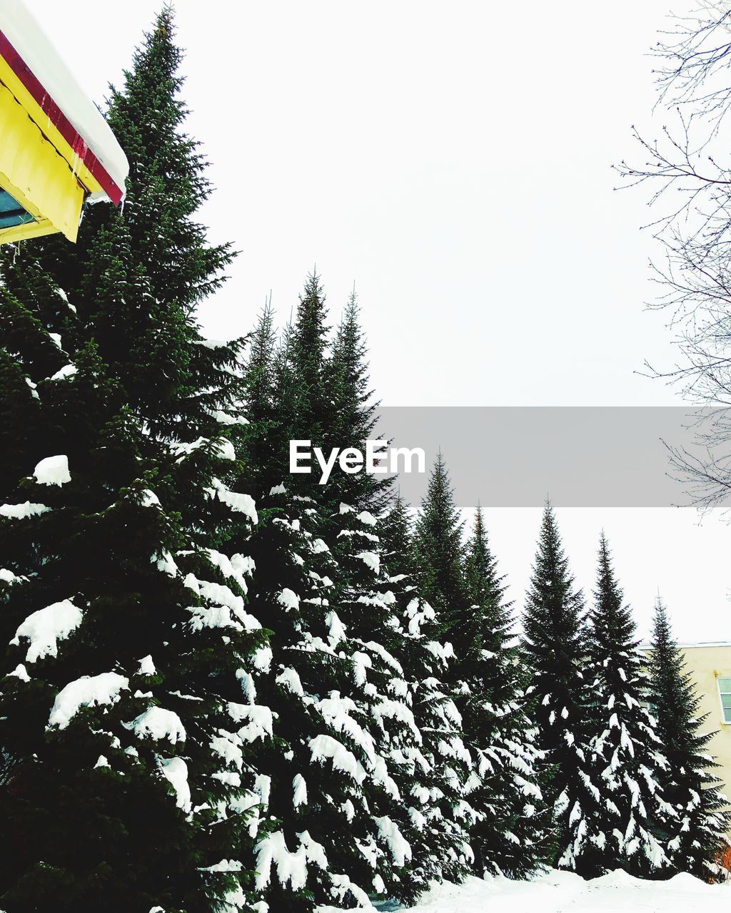 LOW ANGLE VIEW OF PINE TREE AGAINST SKY