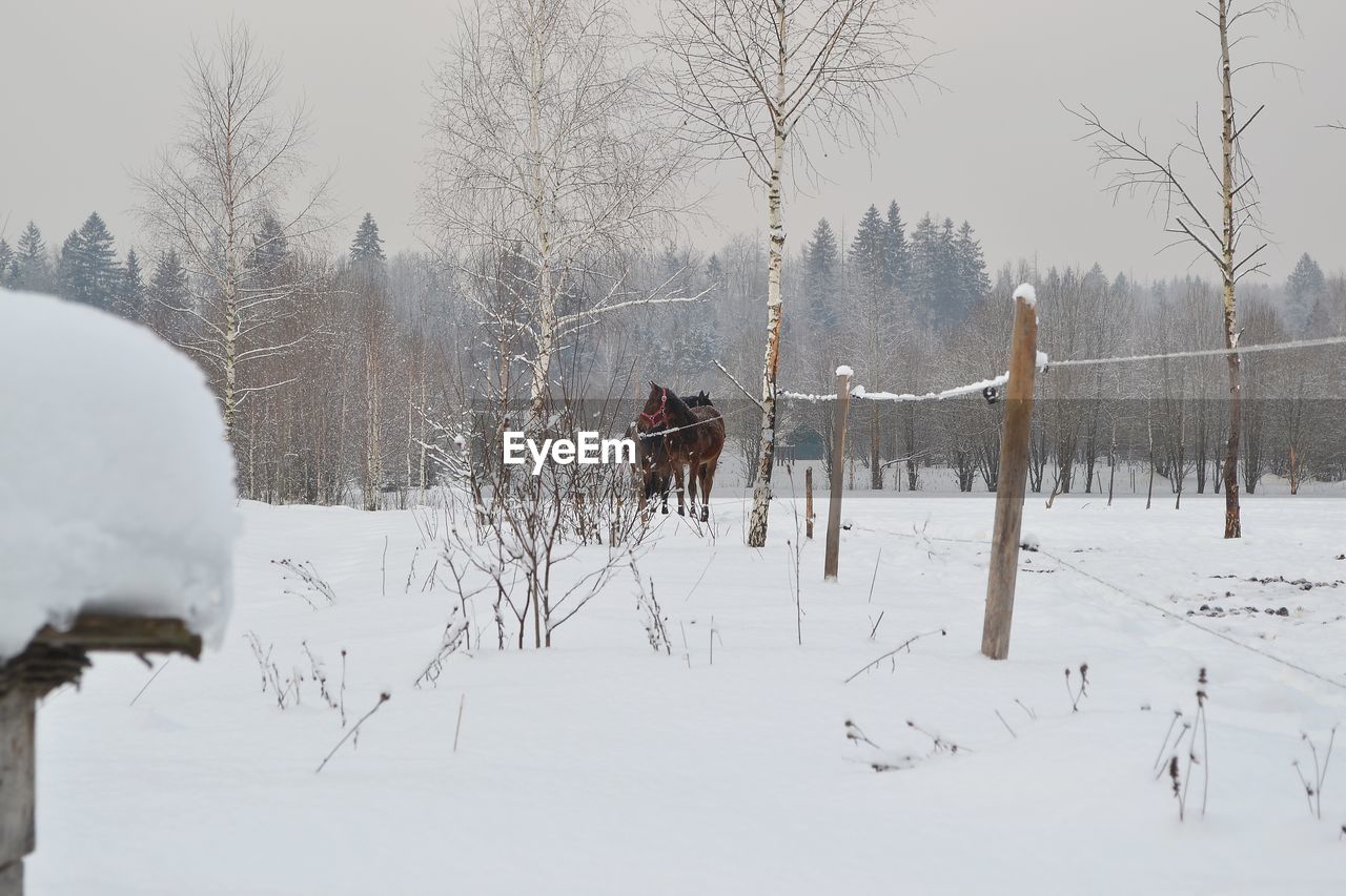 Horse standing on snowy field during winter