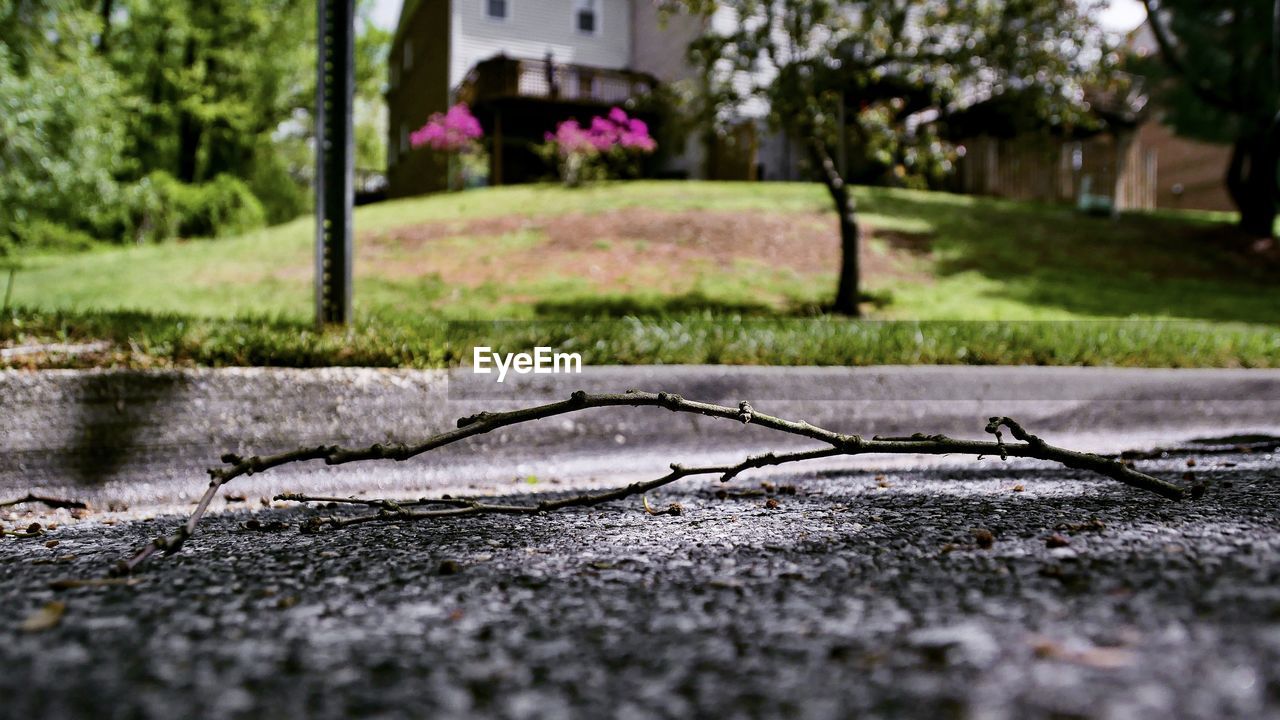 Tree branch in street