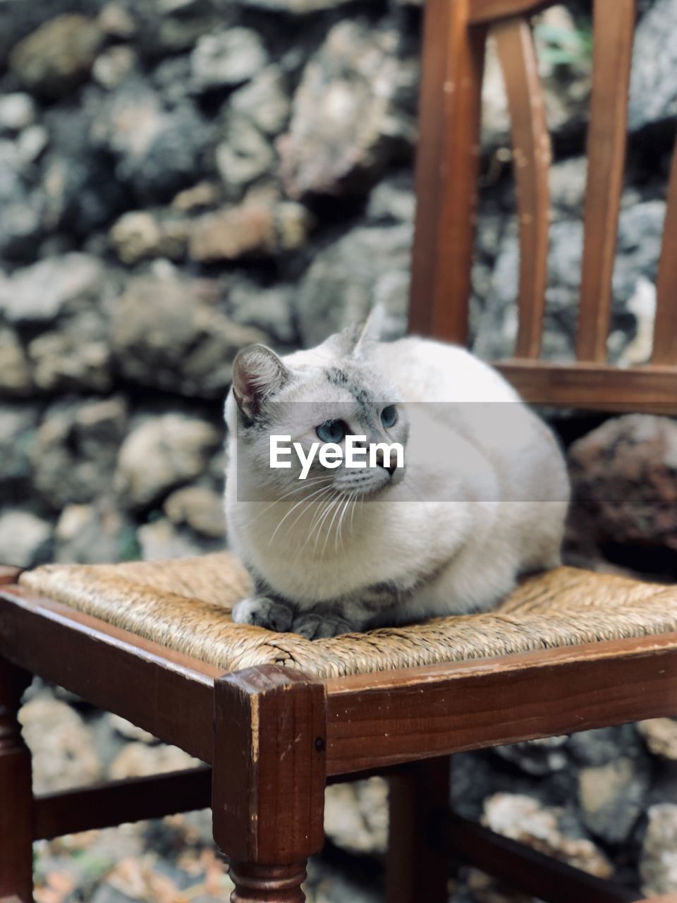 PORTRAIT OF CAT RELAXING ON WOODEN SEAT