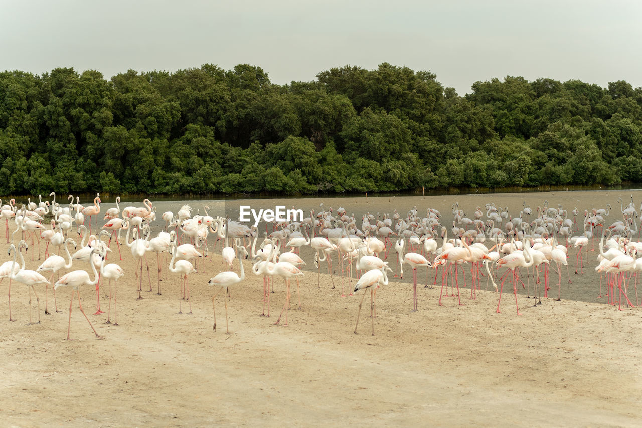 Flamingoes in ras al khor wildlife sanctuary, ramsar site, flamingo hide2, dubai, uae
