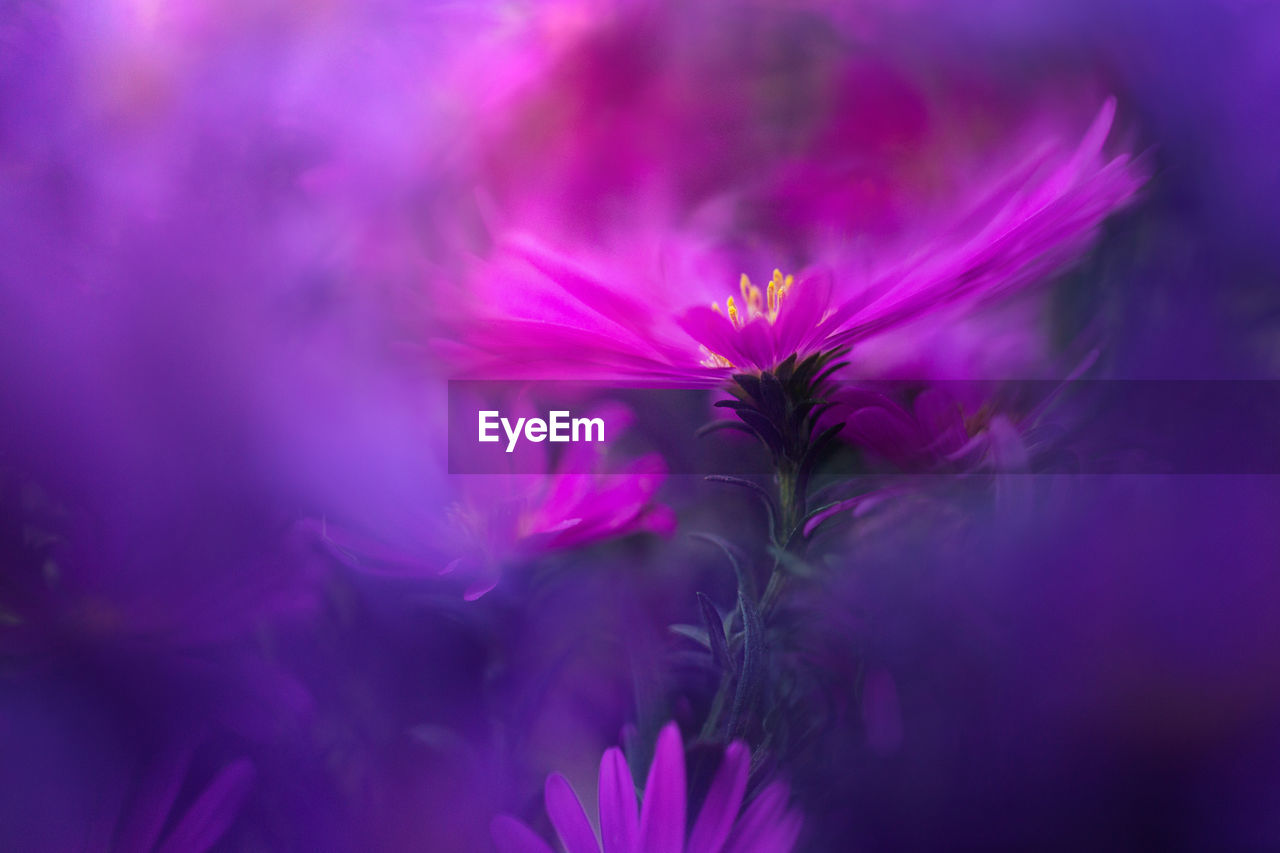 CLOSE-UP OF PINK FLOWER