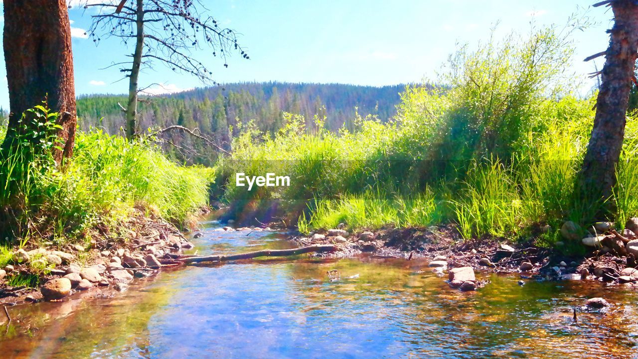 SCENIC VIEW OF RIVER AMIDST TREES AGAINST SKY