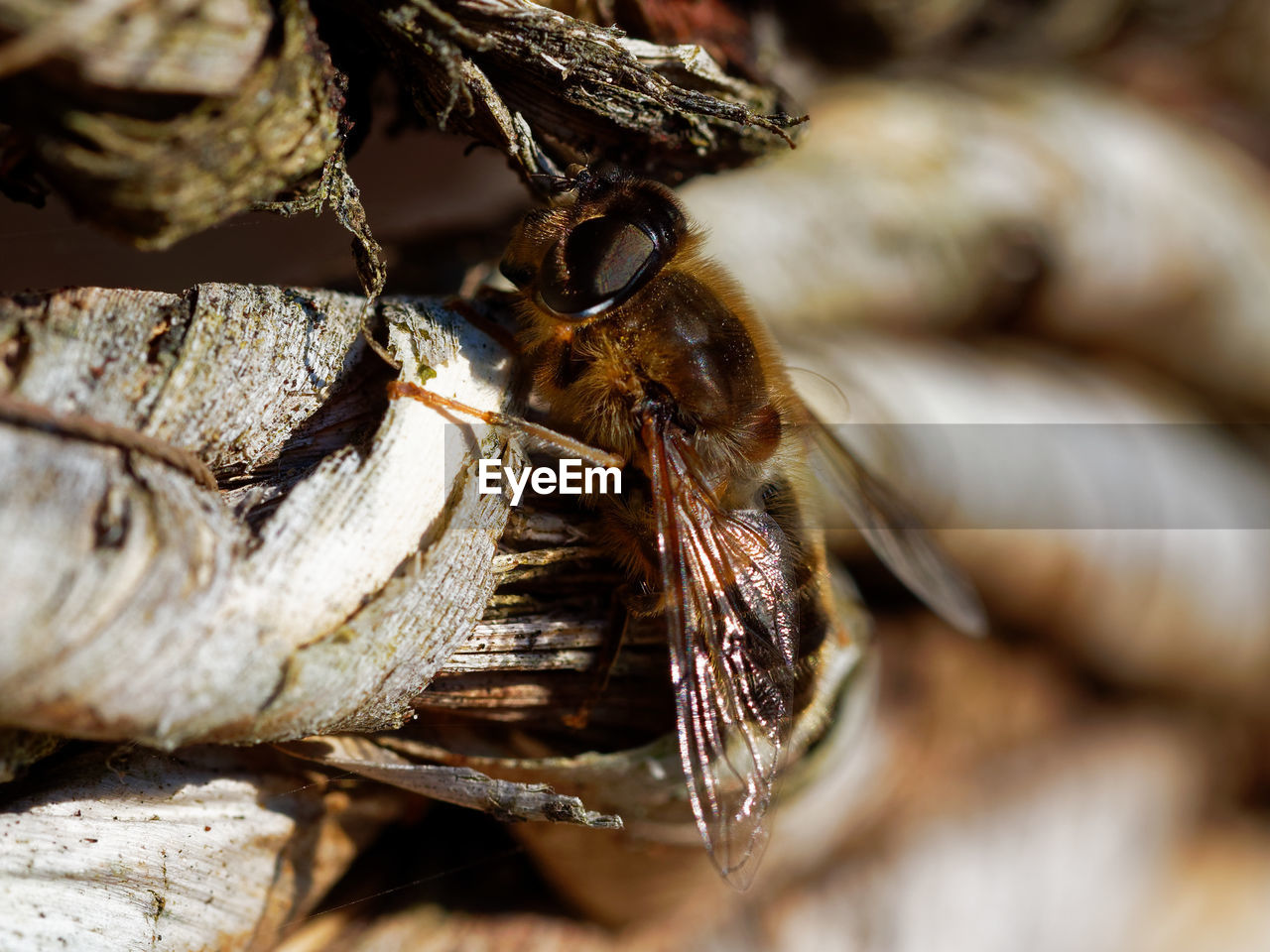 CLOSE-UP OF HONEY BEE