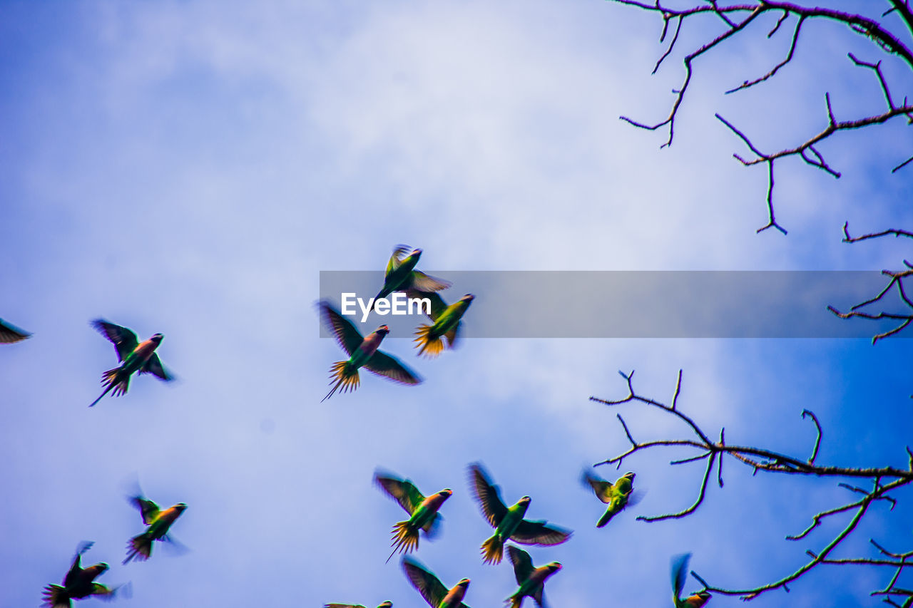 LOW ANGLE VIEW OF LEAVES AGAINST SKY