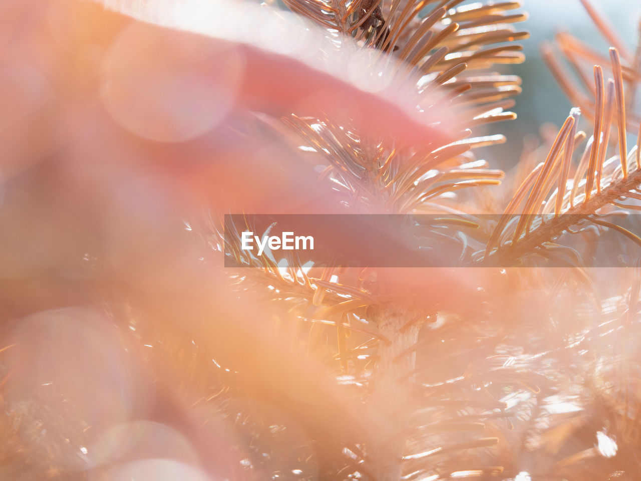 Woman fingers touch gently red orange spruce needles in evening sun, ecology concept