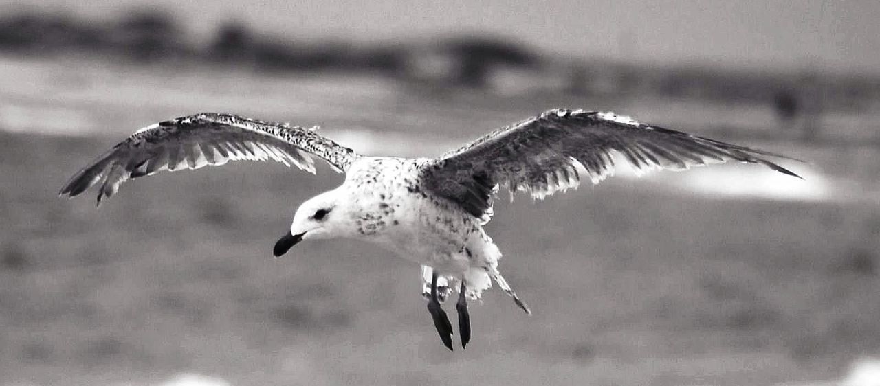 Close-up of a bird flying against blurred background