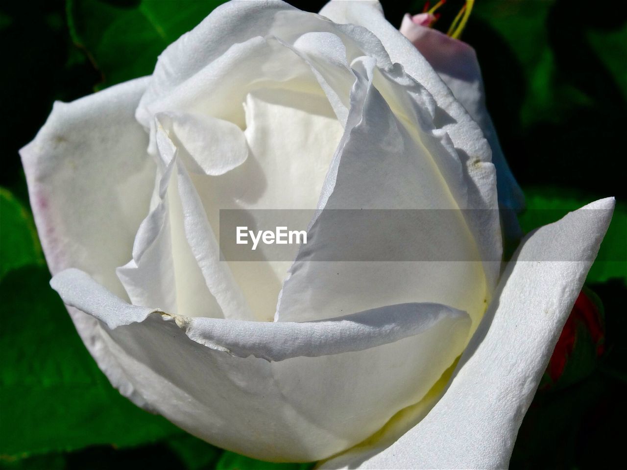 CLOSE-UP OF WHITE ROSE