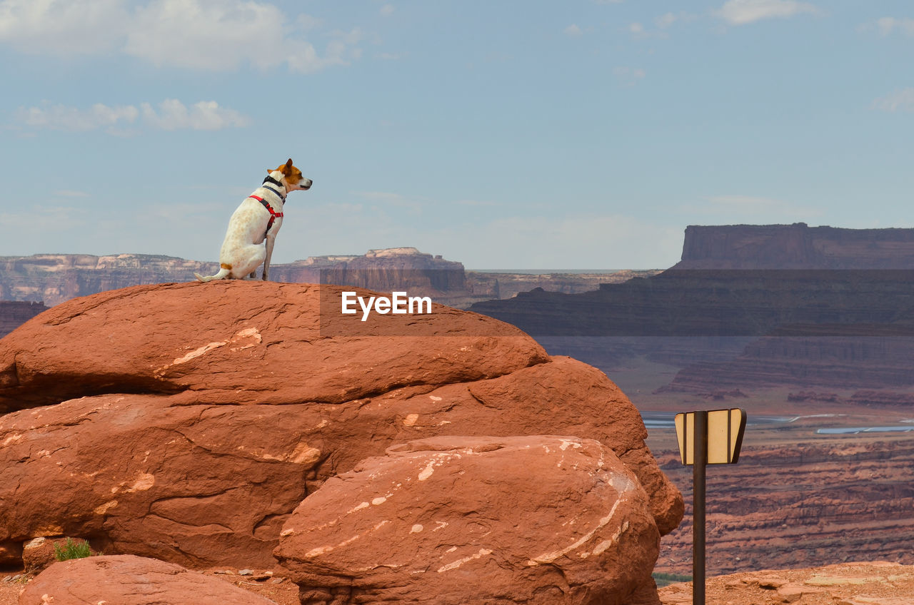 Dog sitting on rock formation at canyonlands national park