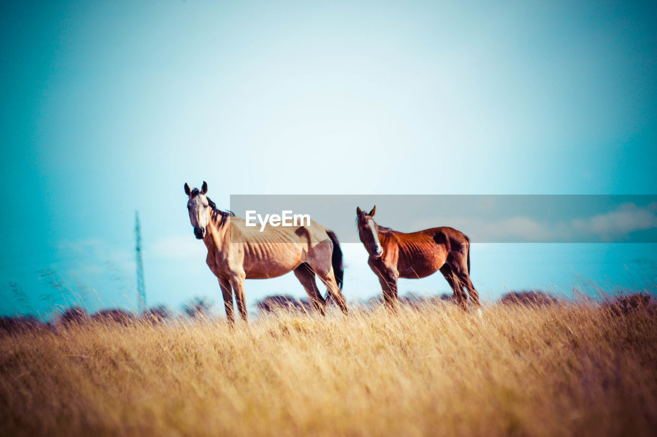 Horses standing on grassy field against sky