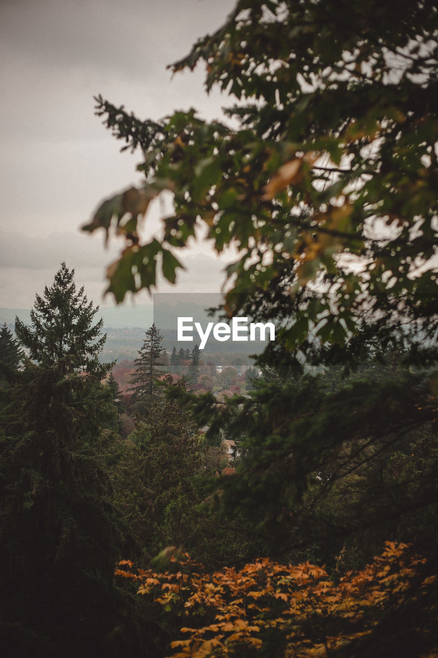 Fall trees overlooking portland, oregon