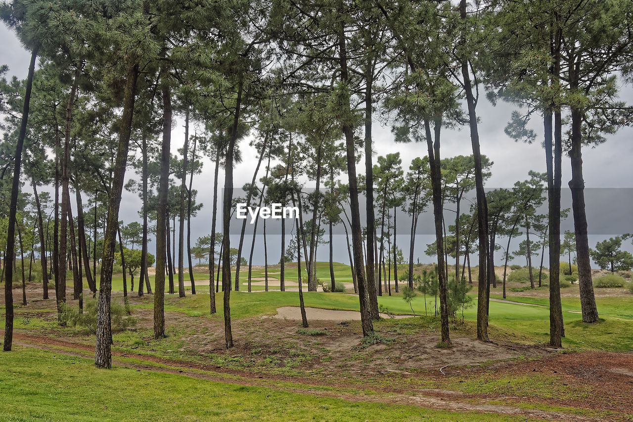 Trees on field in forest