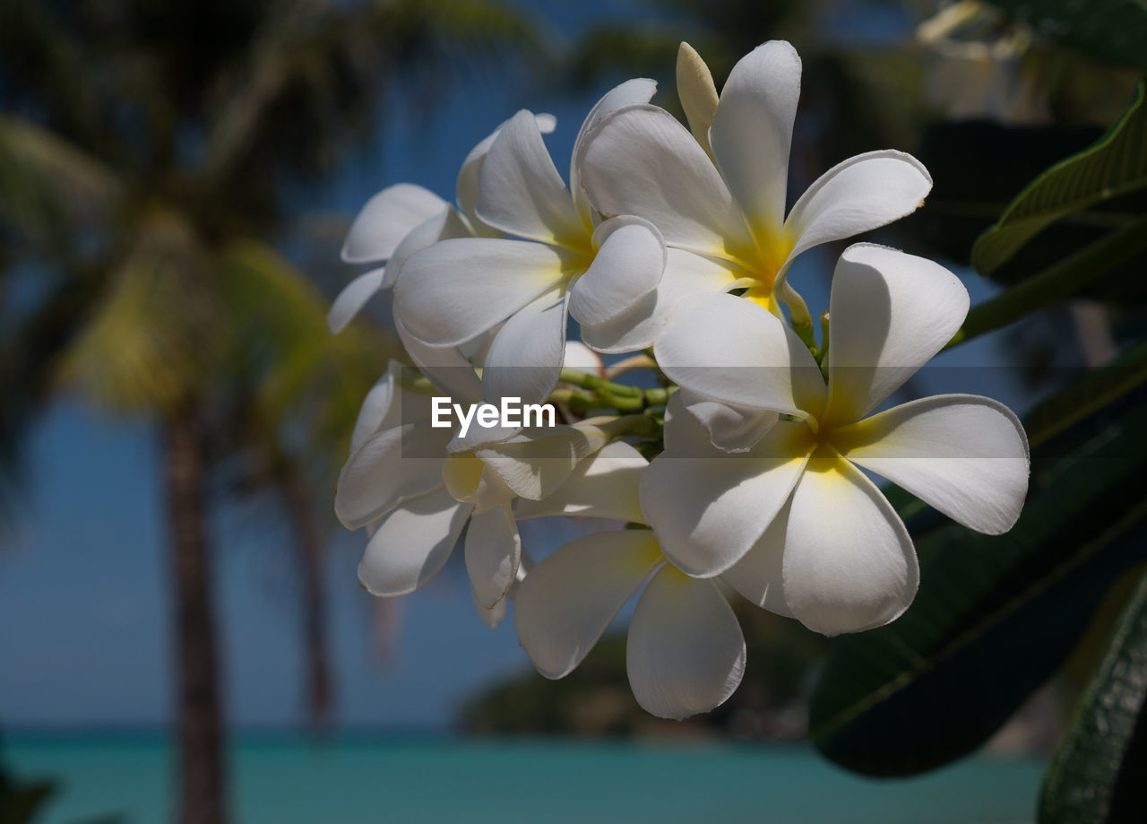 CLOSE-UP OF WHITE FLOWERS