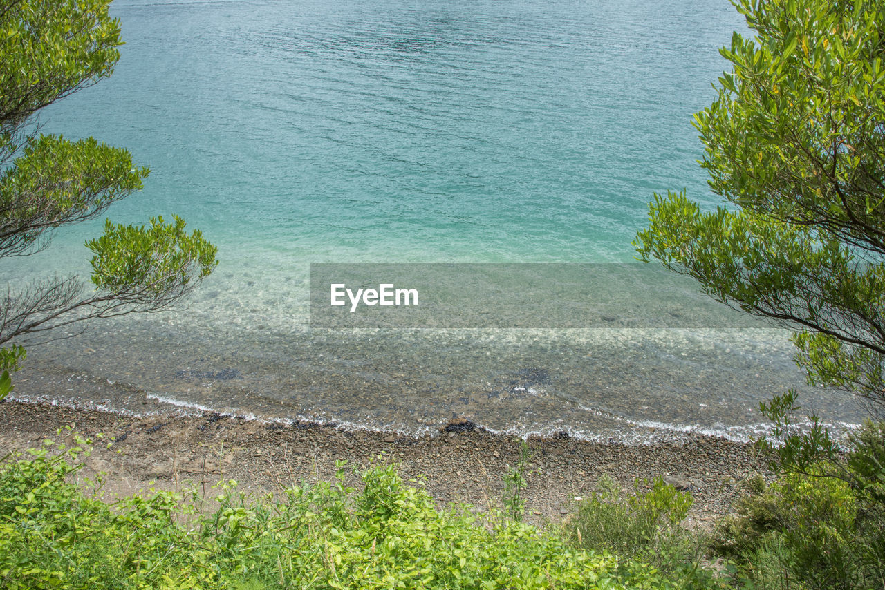 High angle view of trees and plants growing at beach