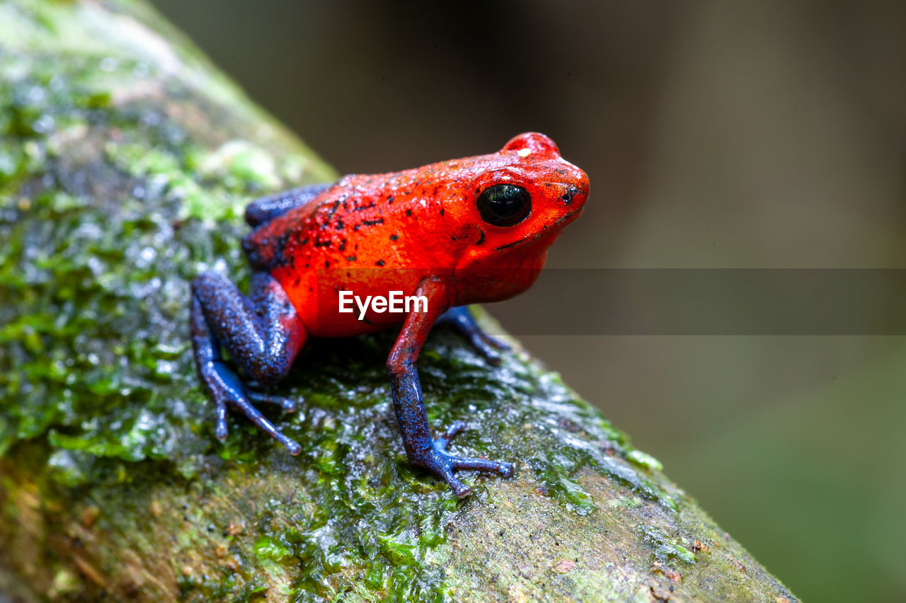 Strawberry poison-dart frog - oophaga pumilio in la selva biological station, costa rica