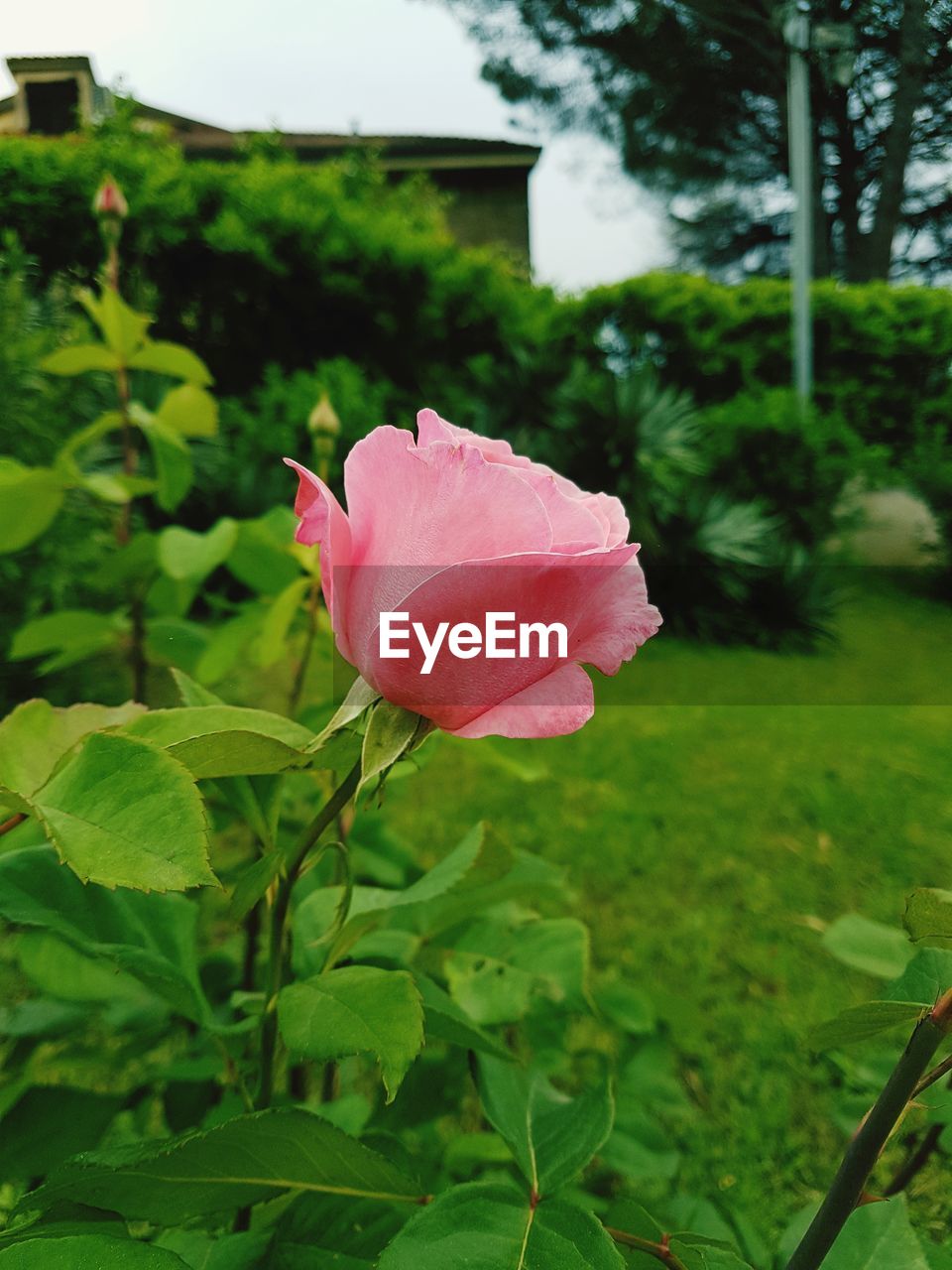 CLOSE-UP OF PINK ROSE WITH GREEN LEAVES