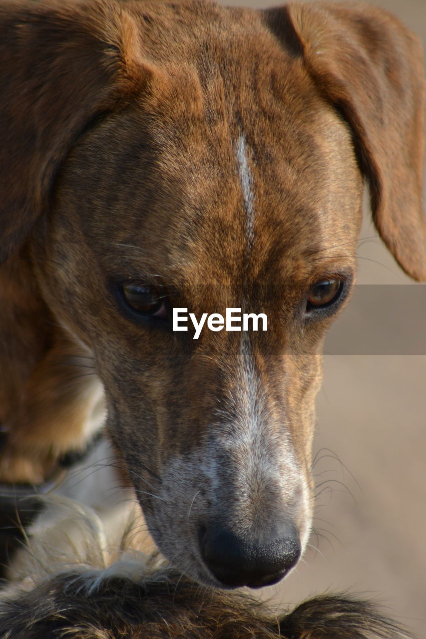 Close-up portrait of a dog